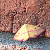 Chickweed Geometer Moth