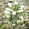 Virginia Pennywort