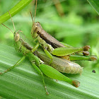 Short-winged Rice Grasshopper