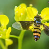 Sick Hoverfly