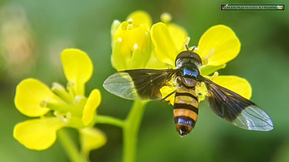 Sick Hoverfly