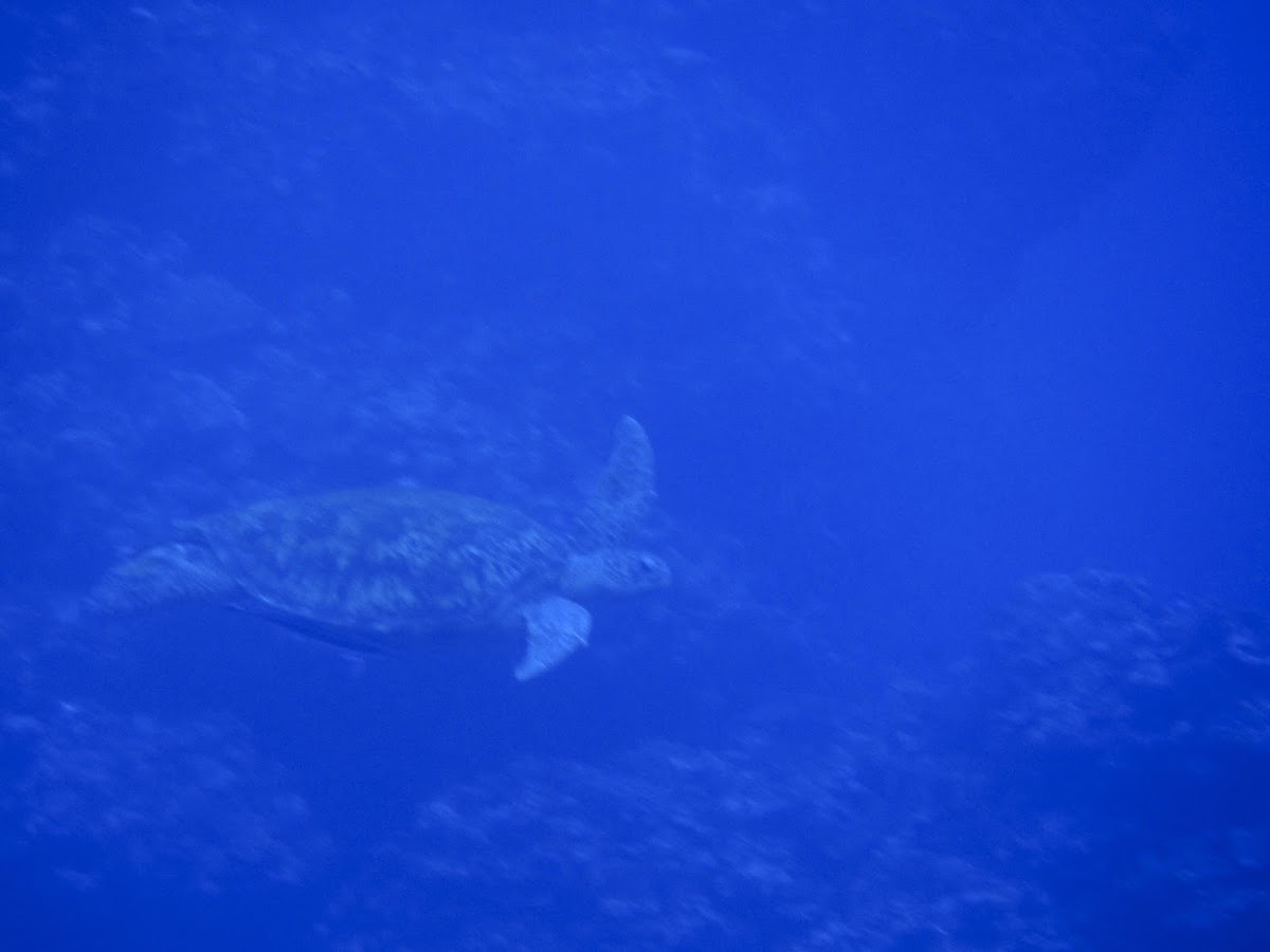 Green sea turtle