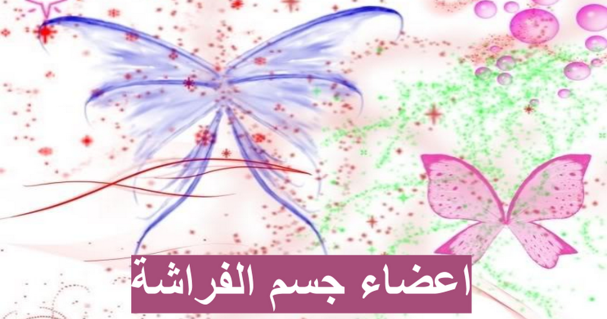 تعتبر شكل اجزاء فم الفراشة ؟؟