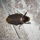 June Beetle