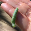 Copper Underwing Caterpillar