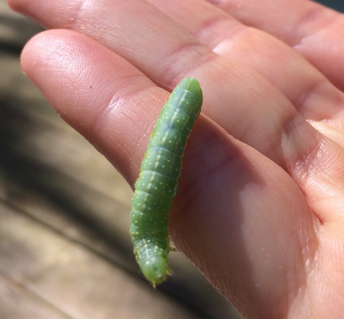 Copper Underwing Caterpillar