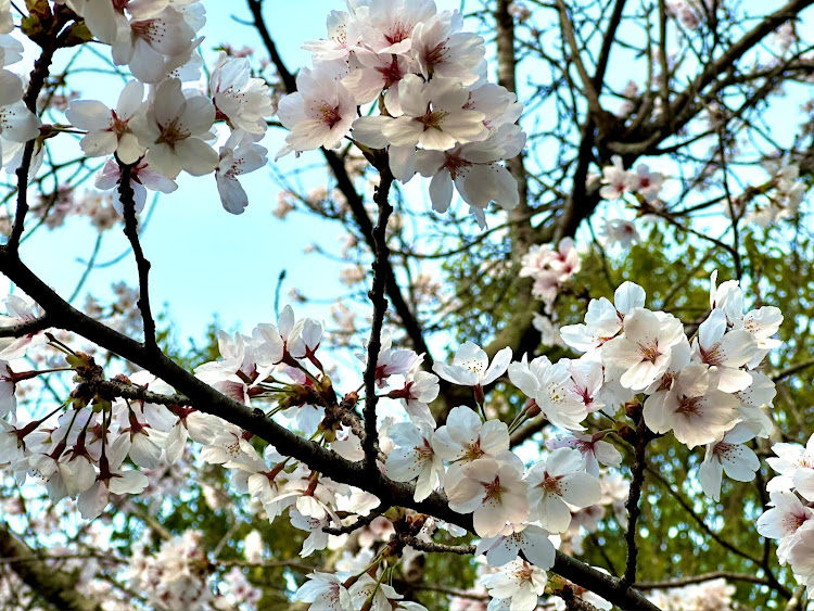 kazumo101さんが投稿した桜と代車・桜・フォルクスワーゲンGolf・golf8に関するカスタム事例の投稿画像2枚目