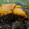 Golden chanterelle