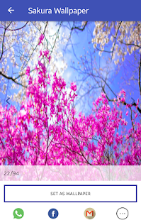 Sakura Wallpaper(圖5)-速報App