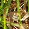 Florida Tetanolita Moth