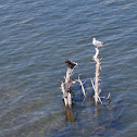 European shag