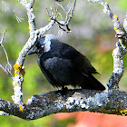 Western Jackdaw; Grajilla