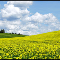 Paesaggio Toscano di 