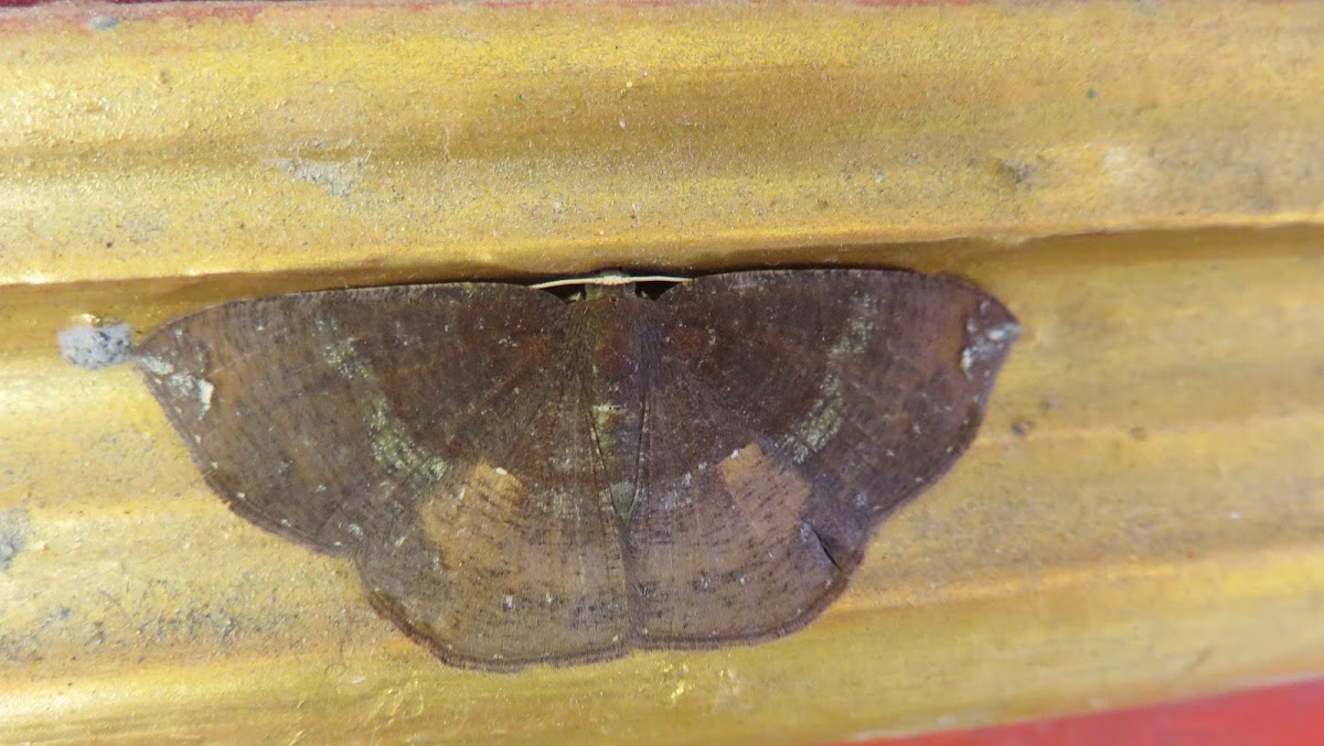 Hooktip Moth