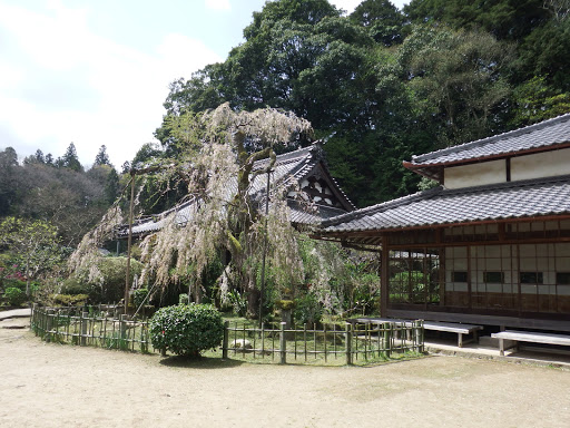 一週間遅かったか