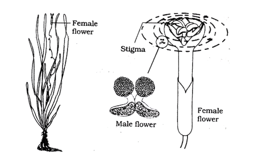 Pollination