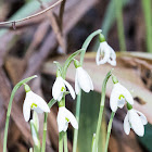 Snowdrops