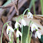 Snowdrops