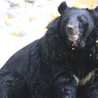 Asian Black Bear