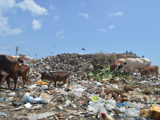 A file photo of cows grazing at a dump site in Kongowea's Uwanja wa mbuzi in Nyali constituency, Mombasa county. /John Chesoli