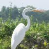 Garza Real/ Great Egret