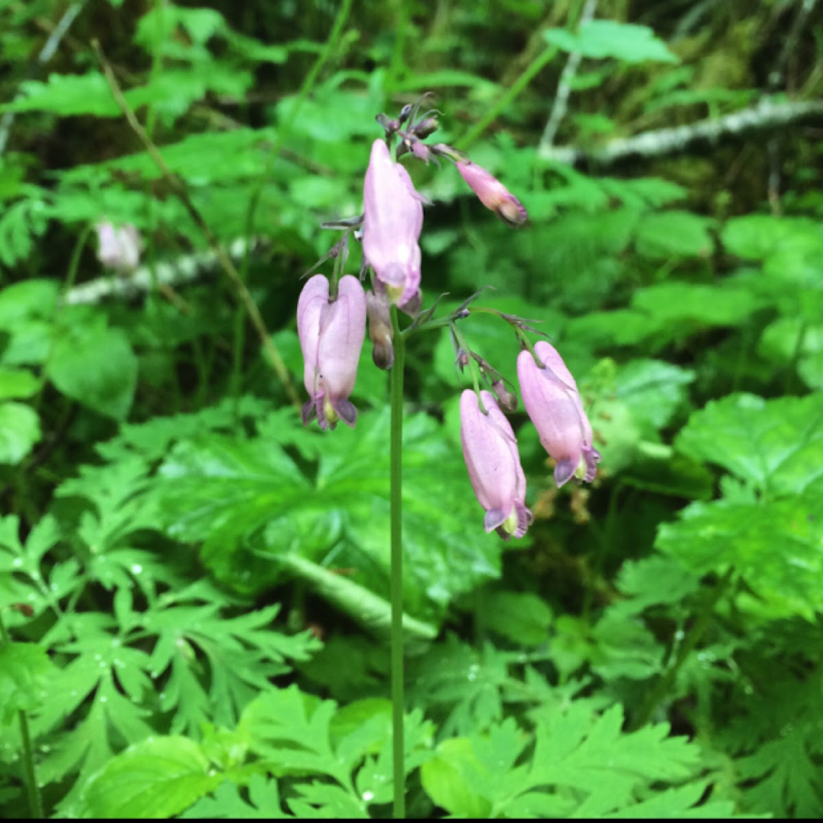 Pacific Bleeding Heart