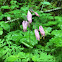 Pacific Bleeding Heart