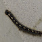 Forest Tent Caterpillar