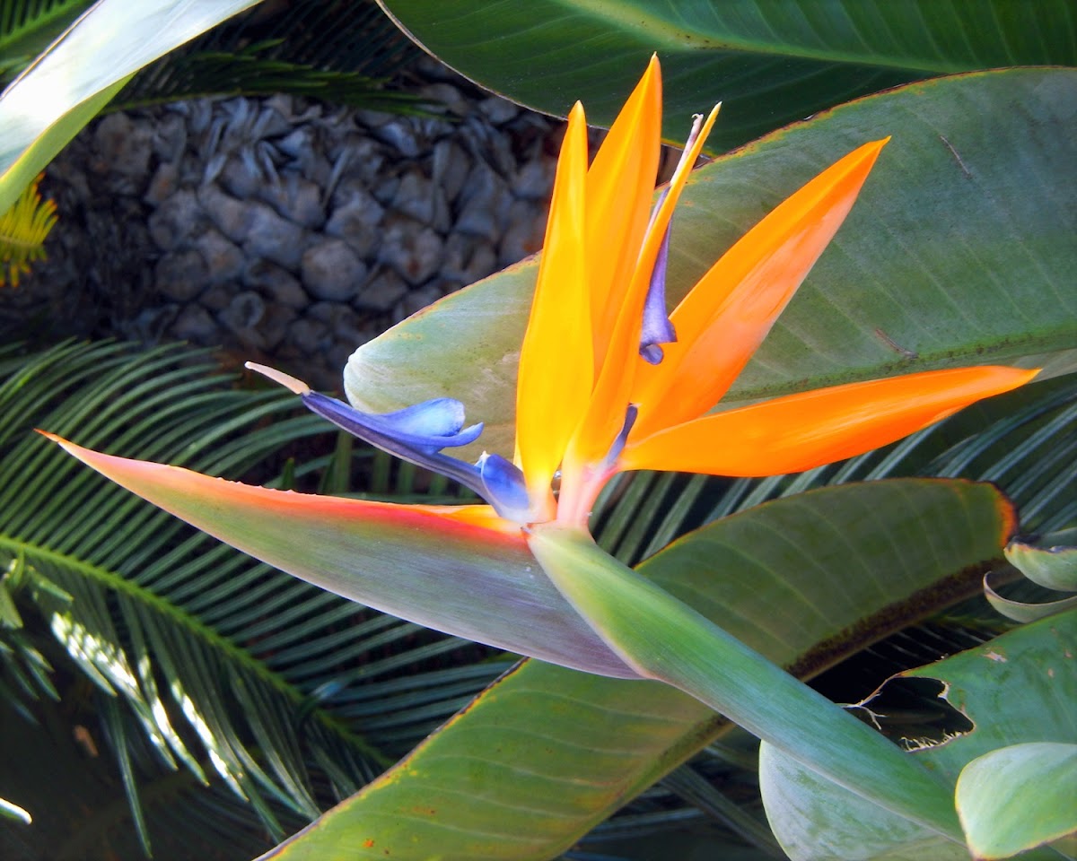 Bird of Paradise