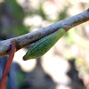 Eucalyptus gall