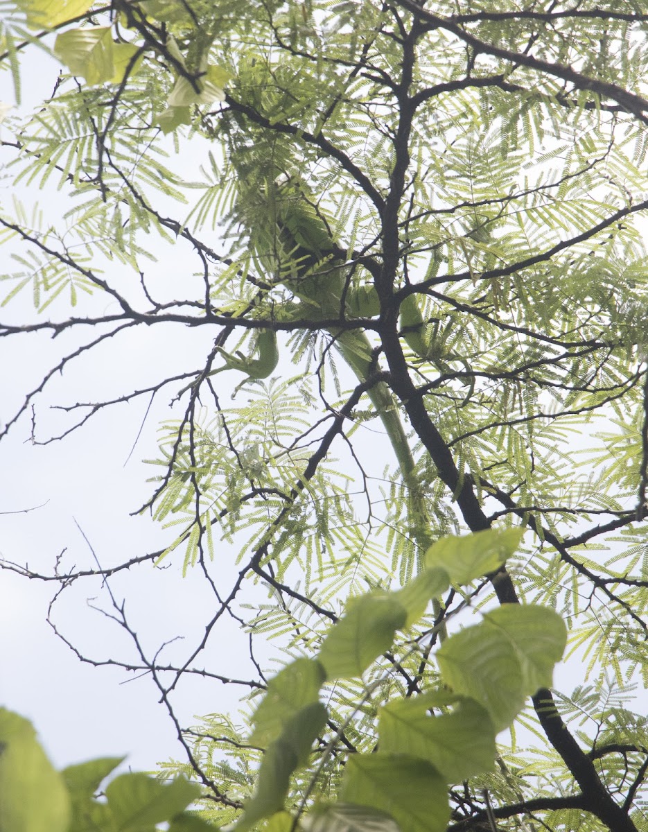 Iguana verde