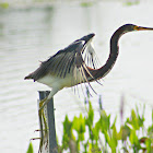 Tricolored Heron