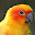 Parrot New Tab HD Pop Animals Theme