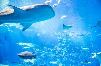 水族館楽しかったぜ☆