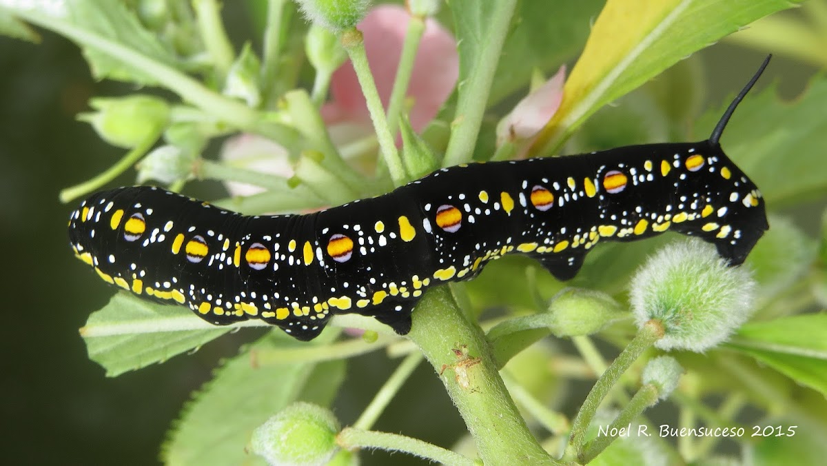 Impatiens Hawk Moth Caterpillar