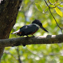 Ringed Kingfisher