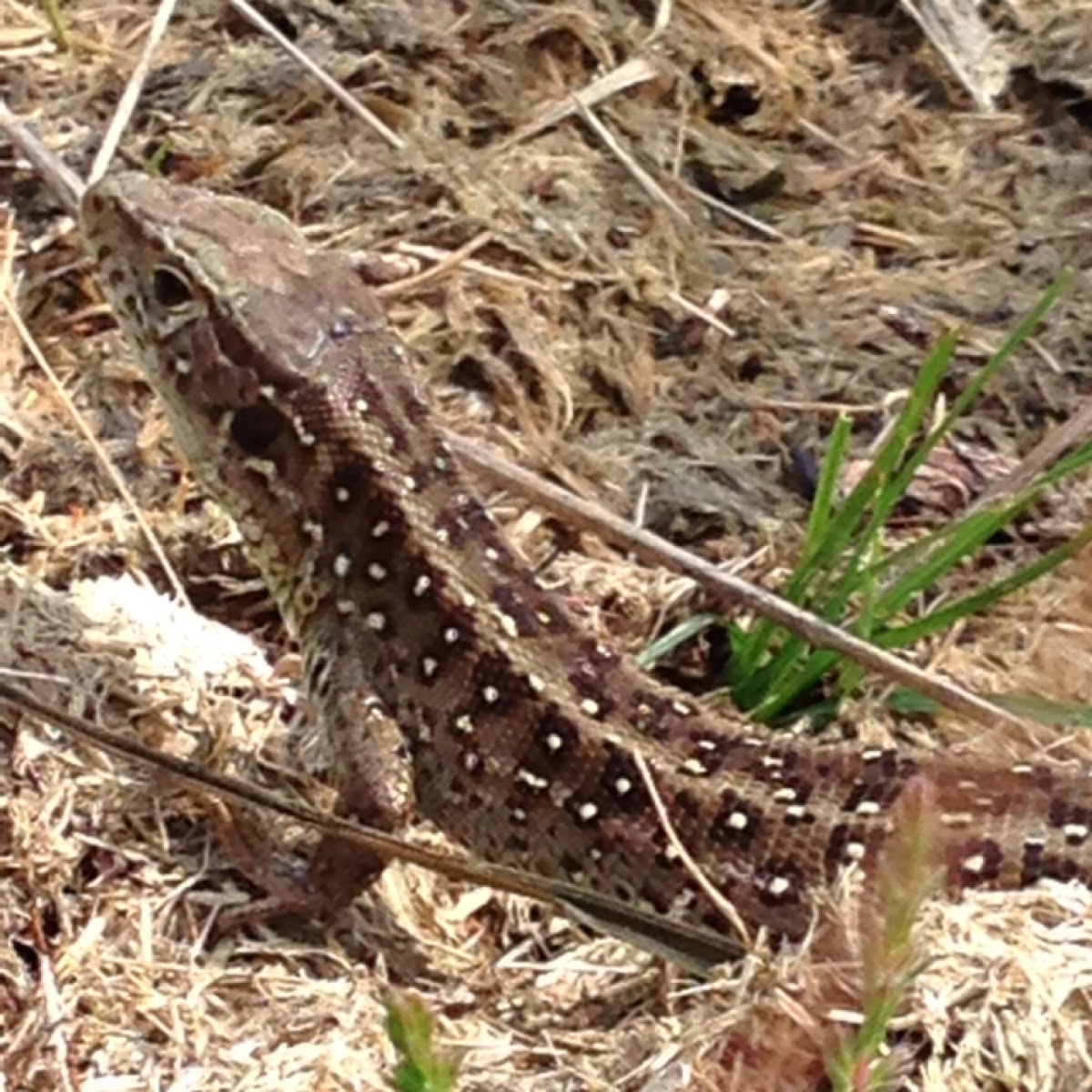 Viviparous lizard