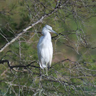 Immature Little Blue Heron