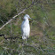 Immature Little Blue Heron