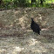 Black vulture