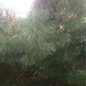 Himalayan Pine