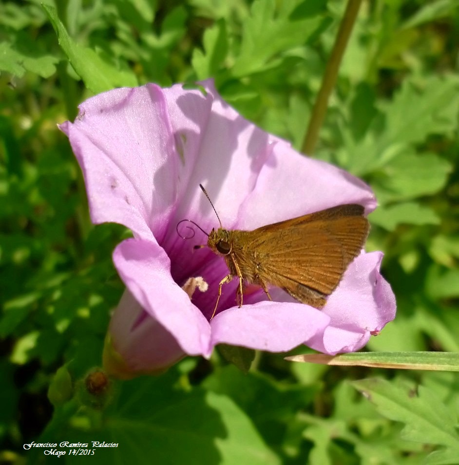 Trailside Skipper