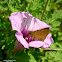 Trailside Skipper