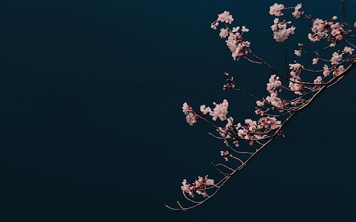 The flower branches are shady screenshot 1