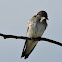 Northern Rough-winged Swallow