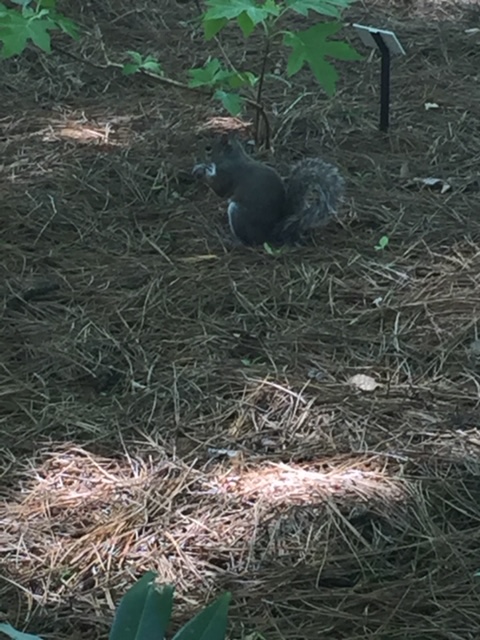 Eastern gray squirrel