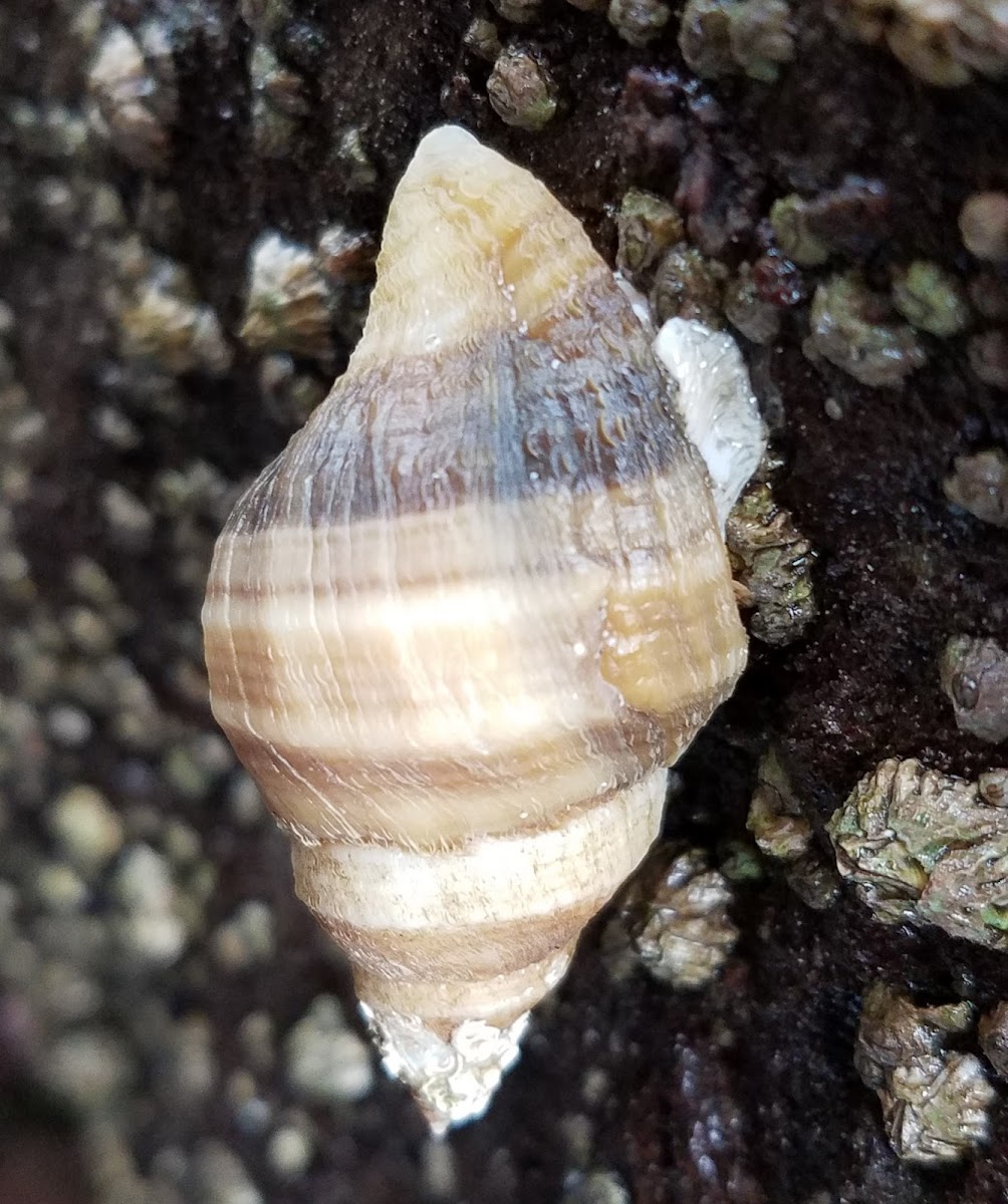 Wrinkled purple whelk