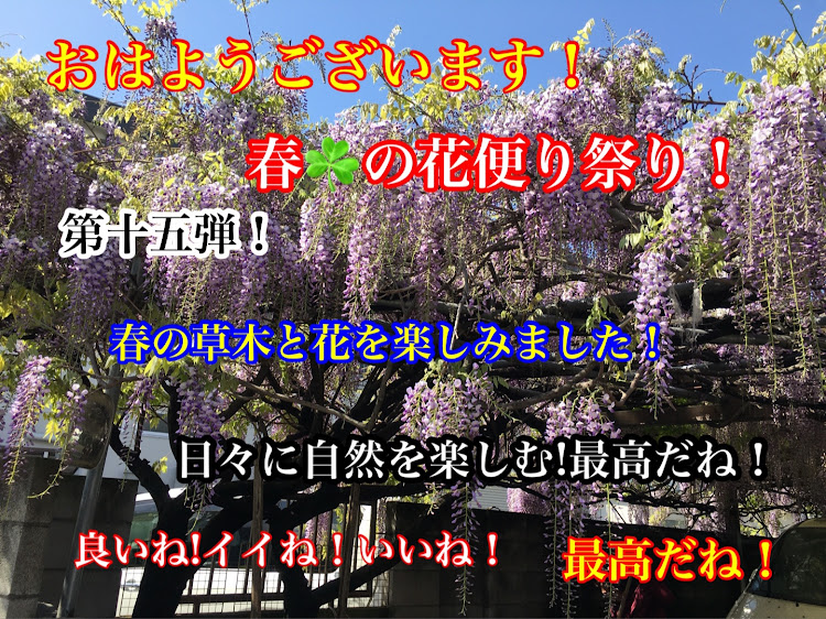 コペンの春☘️の花便り祭り!第十五弾!春の草木花を楽しみながら生きましよう！・幸せは自分自身で見出す物で他人から与えられる物では有りません！最高だね！・貧乏しても心❤️の貧乏人には成りたく無いですね！最高だね！・妬み!僻み!は持たず!心❤️豊かに過ごしましょう!最高だね！・人は人です!自分の納得出来る生き方をしましょう!最高だね！に関するカスタム事例の投稿画像27枚目