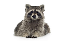 Raccoons Tab small promo image