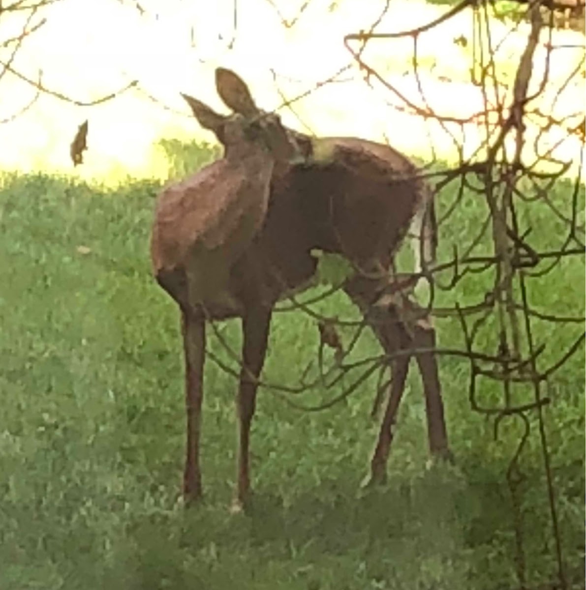 White tail deer